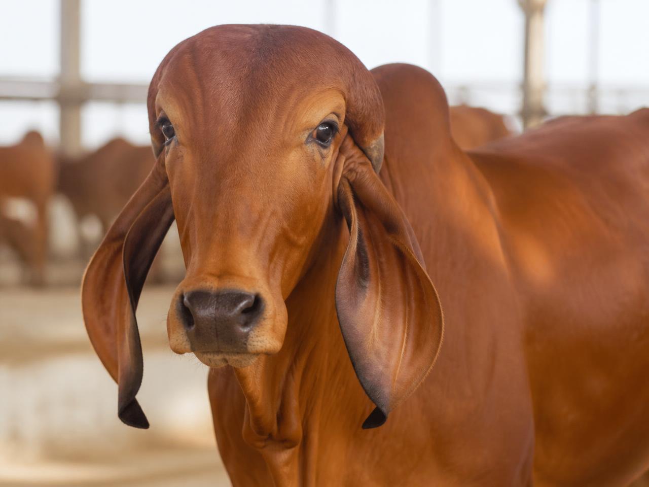 A Gir cow in the goushala